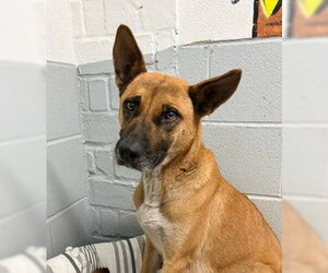 Mutt Dogs for adoption in Royal Palm Beach, FL, USA