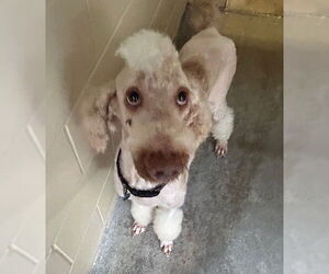 Poodle (Standard) Dogs for adoption in Ocala, FL, USA