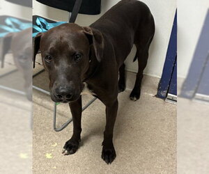 Mutt Dogs for adoption in Bakersfield, CA, USA