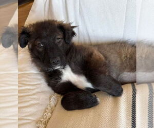 Labrador Retriever-Unknown Mix Dogs for adoption in Aurora, IN, USA