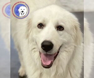 Great Pyrenees Dogs for adoption in Spring, TX, USA