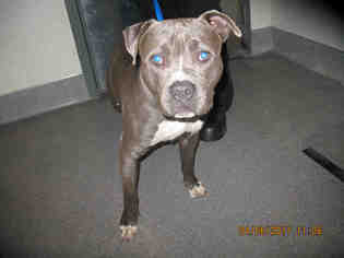 American Pit Bull Terrier Dogs for adoption in Lathrop, CA, USA