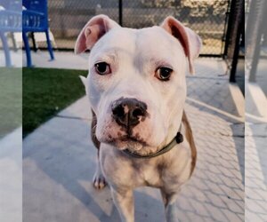 Bulldog-Unknown Mix Dogs for adoption in Elk Grove, CA, USA