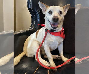 Pembroke Welsh Corgi-Unknown Mix Dogs for adoption in Newport Beach, CA, USA