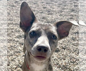 Mutt Dogs for adoption in Jefferson, WI, USA