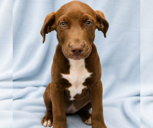 Labrador Retriever-Unknown Mix Dogs for adoption in Sterling, MA, USA