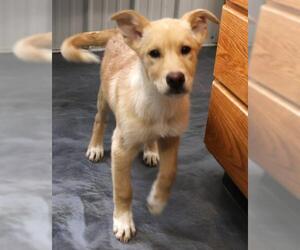 Huskies -Unknown Mix Dogs for adoption in Thief River Falls, MN, USA
