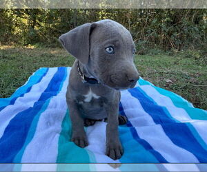 Labrador Retriever-Unknown Mix Dogs for adoption in The Woodlands, TX, USA