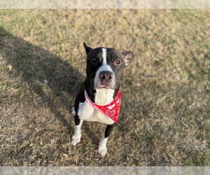 American Pit Bull Terrier-Bull Terrier Mix Dogs for adoption in Tulsa, OK, USA