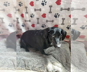 Dachshund Dogs for adoption in York, SC, USA