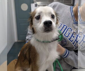 Papillon-Unknown Mix Dogs for adoption in Chico, CA, USA