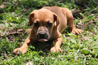 American Bulldog Dogs for adoption in Sanford, FL, USA