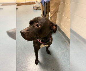 Staffordshire Bull Terrier Dogs for adoption in West Palm Beach, FL, USA