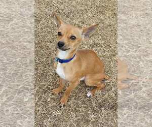 Medium Photo #1 Chihuahua Puppy For Sale in Altus, OK, USA