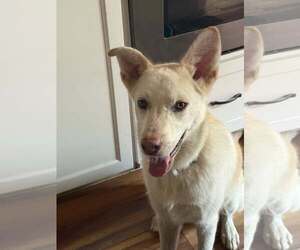 Unknown-white german shepherd Mix Dogs for adoption in Hoffman Estates, IL, USA