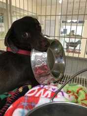 Doxle Dogs for adoption in Morton Grove, IL, USA