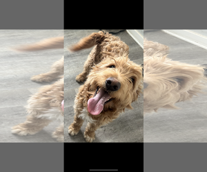 Golden Retriever Dogs for adoption in Coralville, IA, USA
