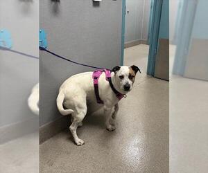 American Pit Bull Terrier-Unknown Mix Dogs for adoption in Las Vegas, NV, USA