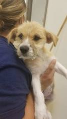 Medium Photo #1 Pembroke Welsh Corgi-Unknown Mix Puppy For Sale in New York, NY, USA
