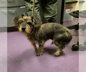 Miniature Schnauzer-Unknown Mix Dogs for adoption in Long Beach, CA, USA