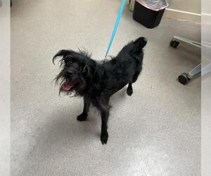Mutt Dogs for adoption in Pasadena, CA, USA