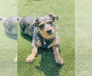 Basset Hound-Unknown Mix Dogs for adoption in Santa Cruz, CA, USA