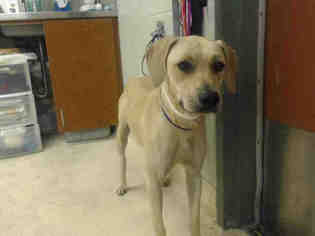 Black Mouth Cur Dogs for adoption in Rancho Cucamonga, CA, USA