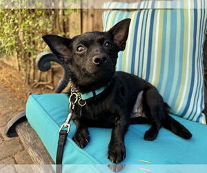 Chihuahua Dogs for adoption in Santa Clara, CA, USA