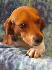 Beagle Dogs for adoption in Greenville, IL, USA