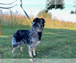 Australian Shepherd Dogs for adoption in Hinckley, IL, USA