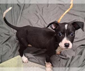 American Pit Bull Terrier-Unknown Mix Dogs for adoption in Las Vegas, NV, USA