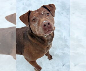 Mutt Dogs for adoption in South Lake Tahoe, CA, USA