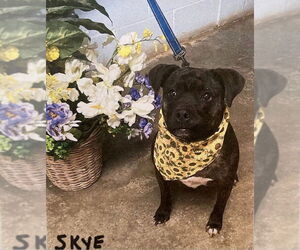 Staffordshire Bull Terrier-Unknown Mix Dogs for adoption in Huntsville, AL, USA