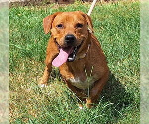 Dachshund-Rottweiler Mix Dogs for adoption in Wetumpka, AL, USA