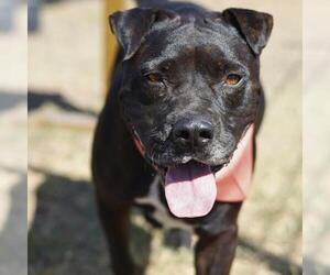 Staffordshire Bull Terrier-Unknown Mix Dogs for adoption in San Antonio, TX, USA