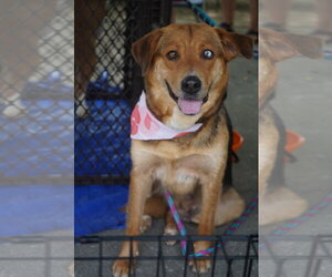 Mountain Cur-Siberian Husky Mix Dogs for adoption in Holly Springs, NC, USA