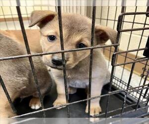 German Shepherd Dog-Unknown Mix Dogs for adoption in Texas City, TX, USA