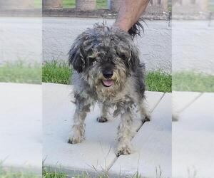 Miniature Schnauzer-Unknown Mix Dogs for adoption in San Antonio, TX, USA