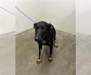 Medium Photo #1 German Shepherd Dog-Unknown Mix Puppy For Sale in Rosenberg, TX, USA