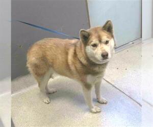 Huskies -Unknown Mix Dogs for adoption in Tallahassee, FL, USA