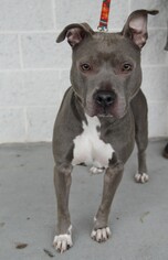 American Pit Bull Terrier Dogs for adoption in Wilmington, NC, USA
