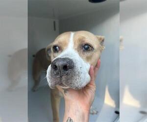 American Pit Bull Terrier-Unknown Mix Dogs for adoption in Houston, TX, USA