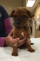 Border Terrier-Chinese Shar-Pei Mix Dogs for adoption in Sugar Land, TX, USA
