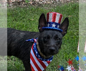 Mutt Dogs for adoption in Yardley, PA, USA
