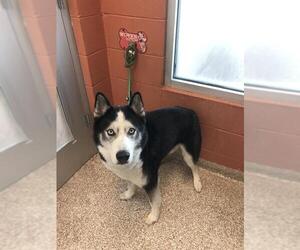 Siberian Husky Dogs for adoption in Pueblo, CO, USA
