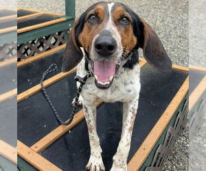 Bloodhound-Unknown Mix Dogs for adoption in Palmetto, FL, USA