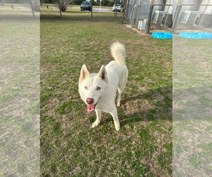 Siberian Husky Dogs for adoption in Cumming, GA, USA