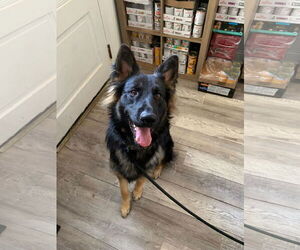 German Shepherd Dog Dogs for adoption in New Orleans, LA, USA