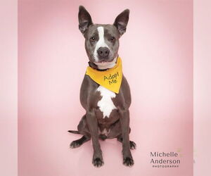 Mutt Dogs for adoption in Corona, CA, USA