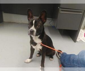 American Boston Bull Terrier Dogs for adoption in Waco, TX, USA
